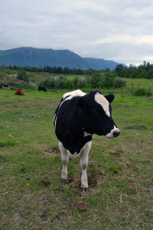 One of John DePriests's cows